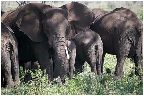 Социальные структуры стада слонов