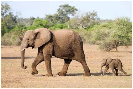 Мать слона и ее теленок.