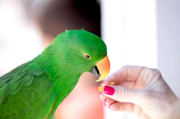 Топ 100 самых популярных имен птиц - популярные имена попугаев
