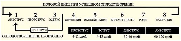 Схематическое изображение полового цикла у чихуахуа 