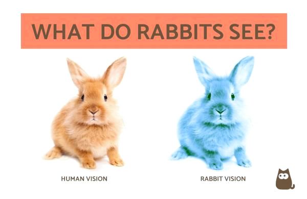Зрение кролика против человеческого зрения
