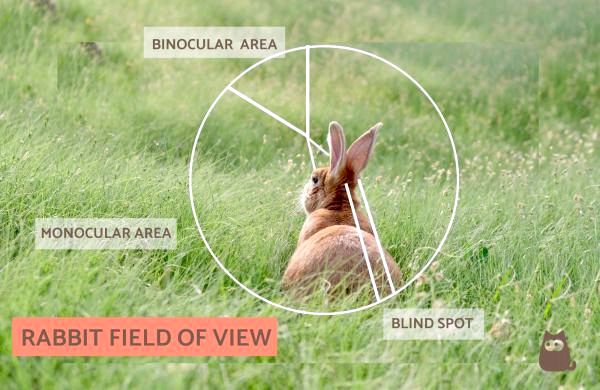 Зрение кролика против человеческого зрения: у кроликов хорошее зрение?