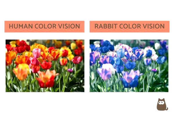 Зрение кролика против человеческого зрения: могут ли кролики видеть цвет?
