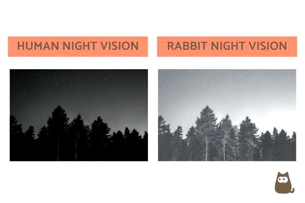 Кролик Vision vs. Видение человека - могут ли кролики видеть в темноте?