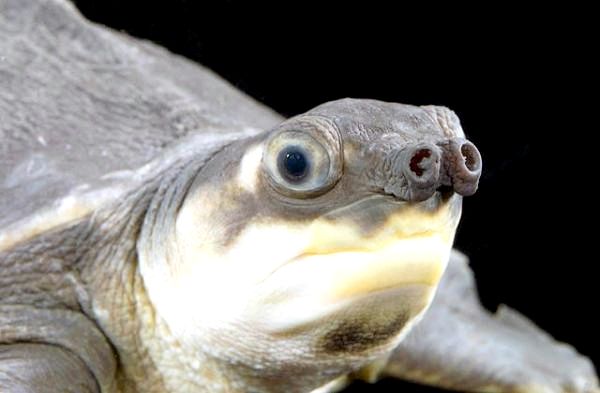 Виды пресноводных черепах - свиньи с черепахами