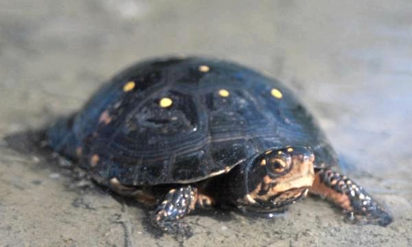 Виды пресноводных черепах - Пятнистая черепаха