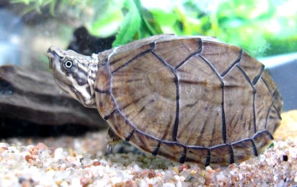 Виды пресноводных черепах - мускусная черепаха с бритвой
