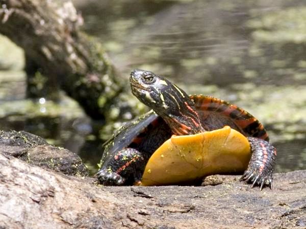 Виды пресноводных черепах: расписная черепаха