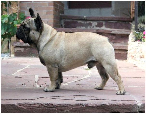 Какая порода собак среднего размера и гладкошерстная