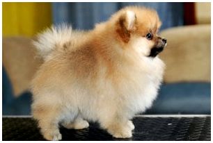 Картинки маленьких собак с названием породы и сколько они стоят thumbnail