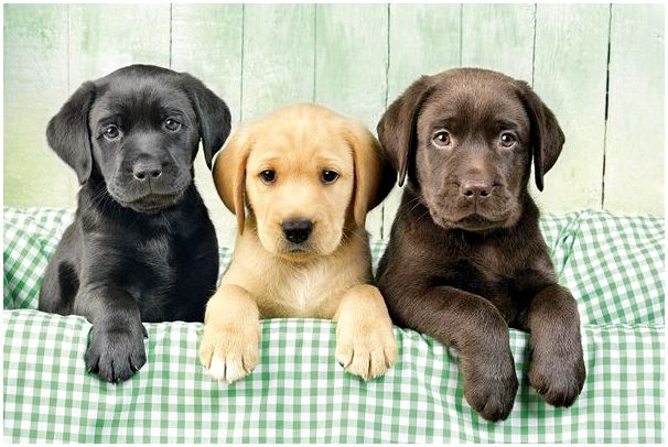 Самые популярные породы собак в россии для разведения