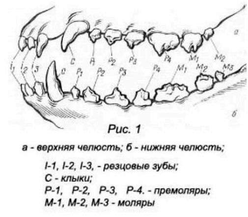 Зубная формула лошади схема