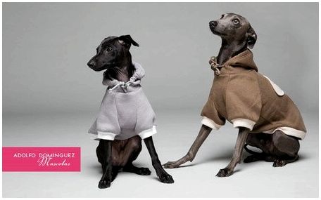 Adolfo Domínguez Коллекция одежды для собак