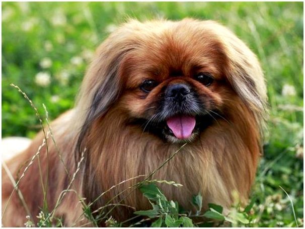 Порода собак популярная в китае