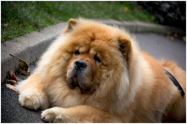 Китайская порода собак картинки