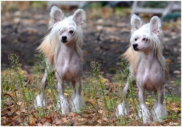 Китайские маленькие собаки породы фото и названия