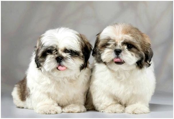 Китайские породы собак и название этой породы