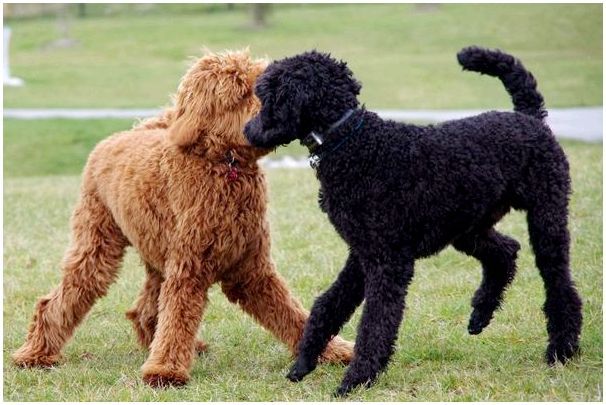 Порода собаки черно коричневая кучерявая