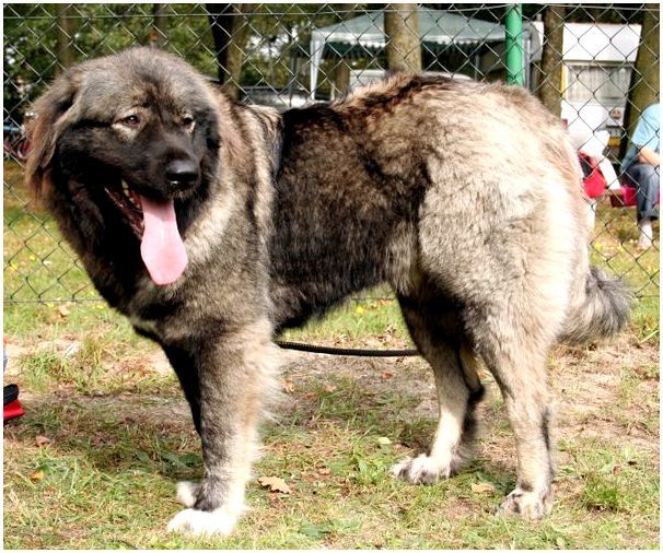 Быстроногая русская порода собак thumbnail
