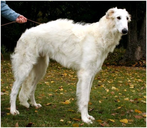 Быстроногая русская порода собак