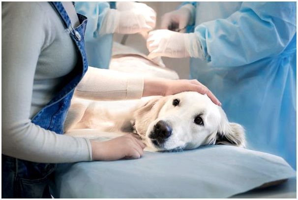 Собака лежит на операционном столе,можно ли стерилизовать беременную собаку