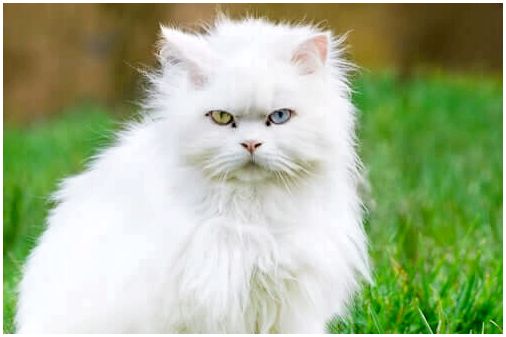 Турецкая ангорская кошка.