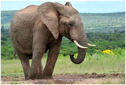 Интеллект слонов: насколько они умны?