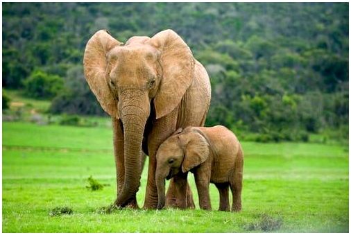Взрослый и слоненок в дикой природе.