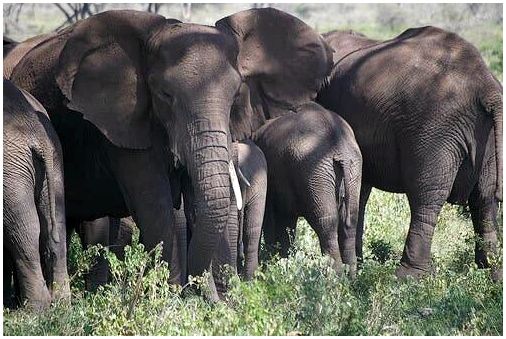 Группа слонов в дикой природе.