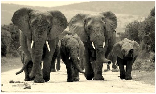 Стадо слонов.