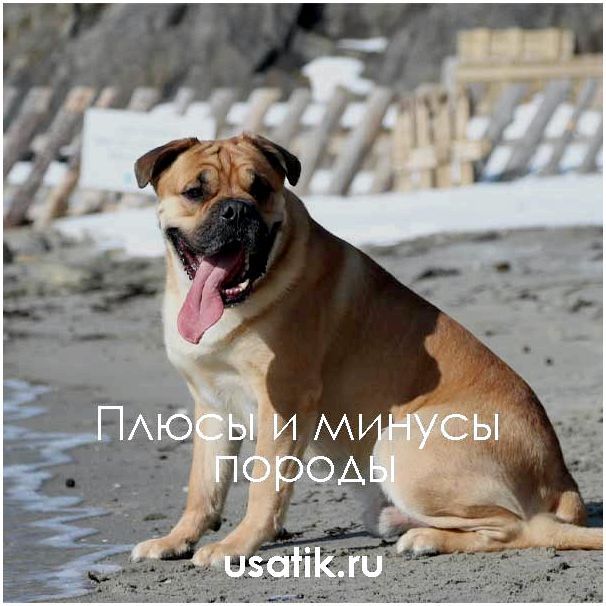 Плюсы и минусы ка-де-бо