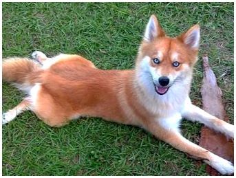 Породы собак похожие на лис рыжий цвет