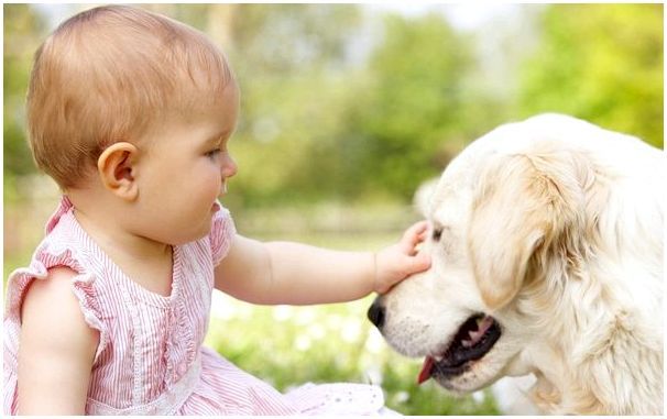 Порода собаки хороший охранник и любит детей