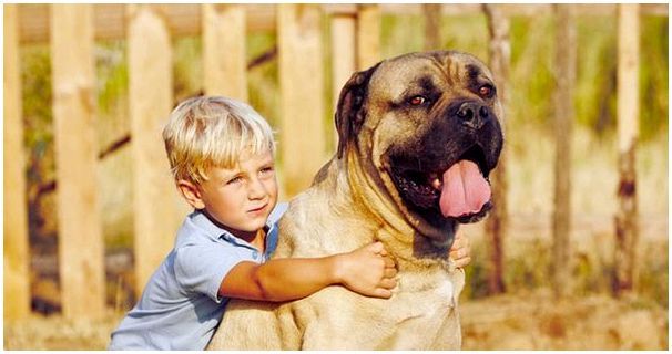 Охранные породы собак ладящие с детьми