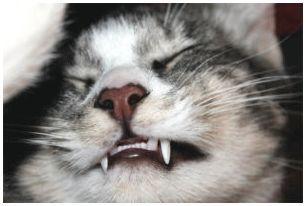 Кошка скрипит зубами