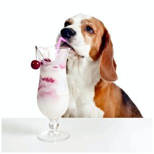 пес пьет коктейль