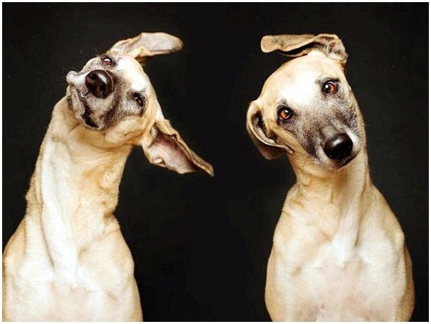 Собаки породы фото приколы