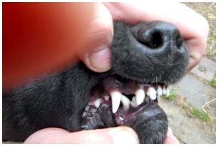 Собаки породы фото прикус зубов