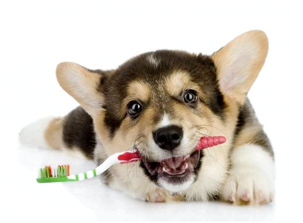 Кариес у собак: причины и методы лечения. Ветеринарные стоматологи