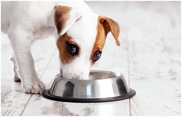 Можно ли кормить собаку сухим кормом при поносе
