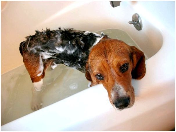 При какой температуре воды можно купать собаку thumbnail