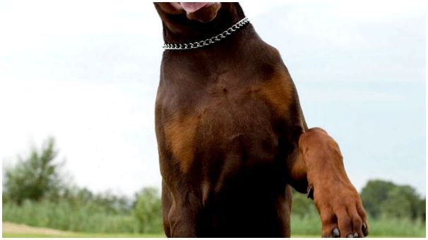 Порода собак фото с названиями доберман