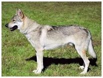 Сарлосская волчья собака
