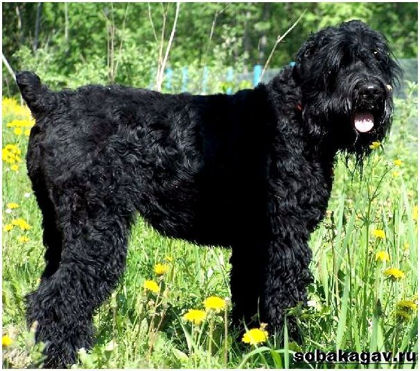 Русский-черный-терьер-собака-Описание-особенности-уход-и-цена-породы-4
