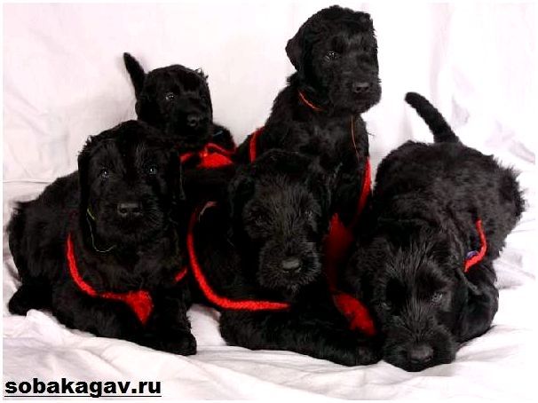 Русский-черный-терьер-собака-Описание-особенности-уход-и-цена-породы-12
