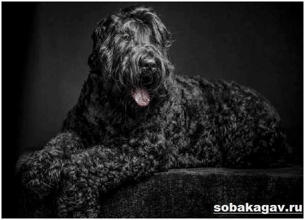 Русский-черный-терьер-собака-Описание-особенности-уход-и-цена-породы-10