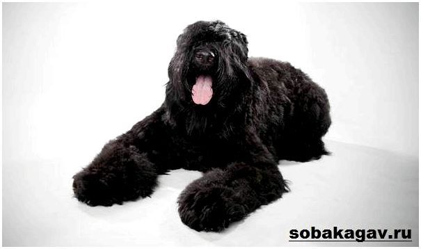 Русский-черный-терьер-собака-Описание-особенности-уход-и-цена-породы-11