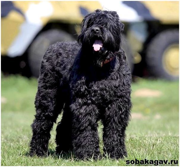 Русский-черный-терьер-собака-Описание-особенности-уход-и-цена-породы-7