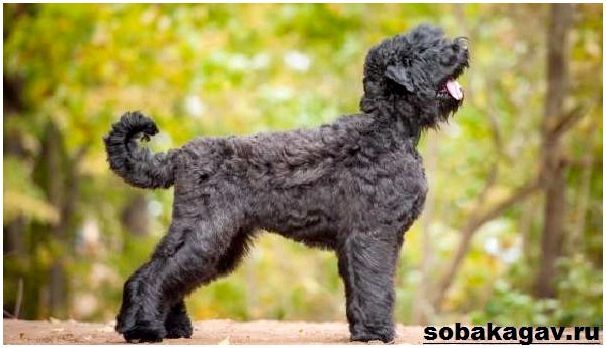 Русский-черный-терьер-собака-Описание-особенности-уход-и-цена-породы-5