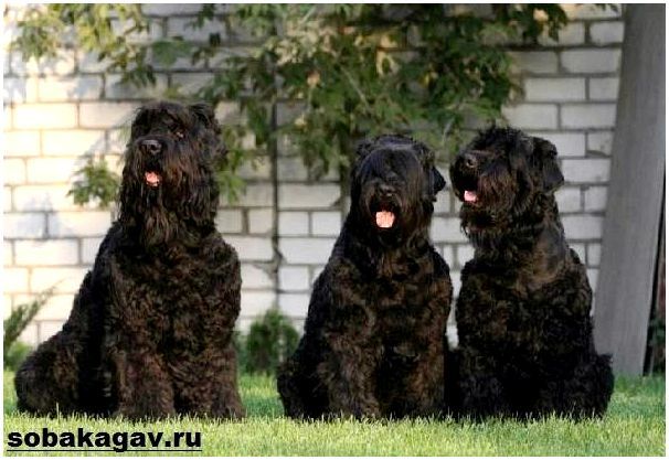 Русский-черный-терьер-собака-Описание-особенности-уход-и-цена-породы-3
